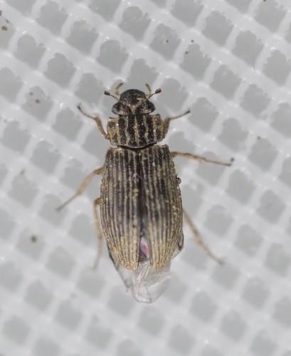 Helophorus sp.